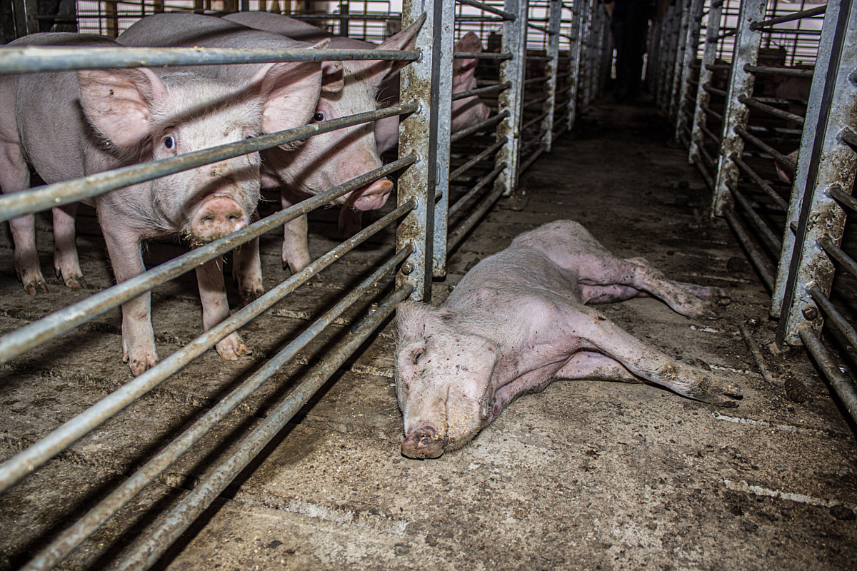 A dead pig lays in the aisle between rows of pig enclosures at an industrial pig farm. Animals who are sick or weak are often removed from the pens and left in the aisle with no food, water, or veterinary care until they die. Chile, 2012. Gabriela Penela / We Animals Media