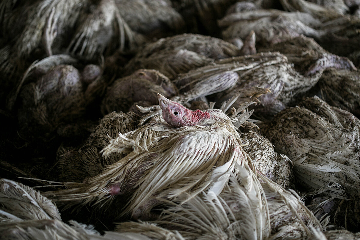 After being drenched with firefighting foam, a turkey tips back their head as they slowly die atop the dead bodies of their flockmates. Following the detection of avian influenza in the turkey flock at this Israeli kibbutz, authorities used compressed firefighting foam to mass-suffocate the birds, claiming it to be the most efficient and humane method of extermination. Numerous birds slowly died or remained in various degrees of consciousness after the foam's application. Israel, 2016. Glass Walls / We Animals Media