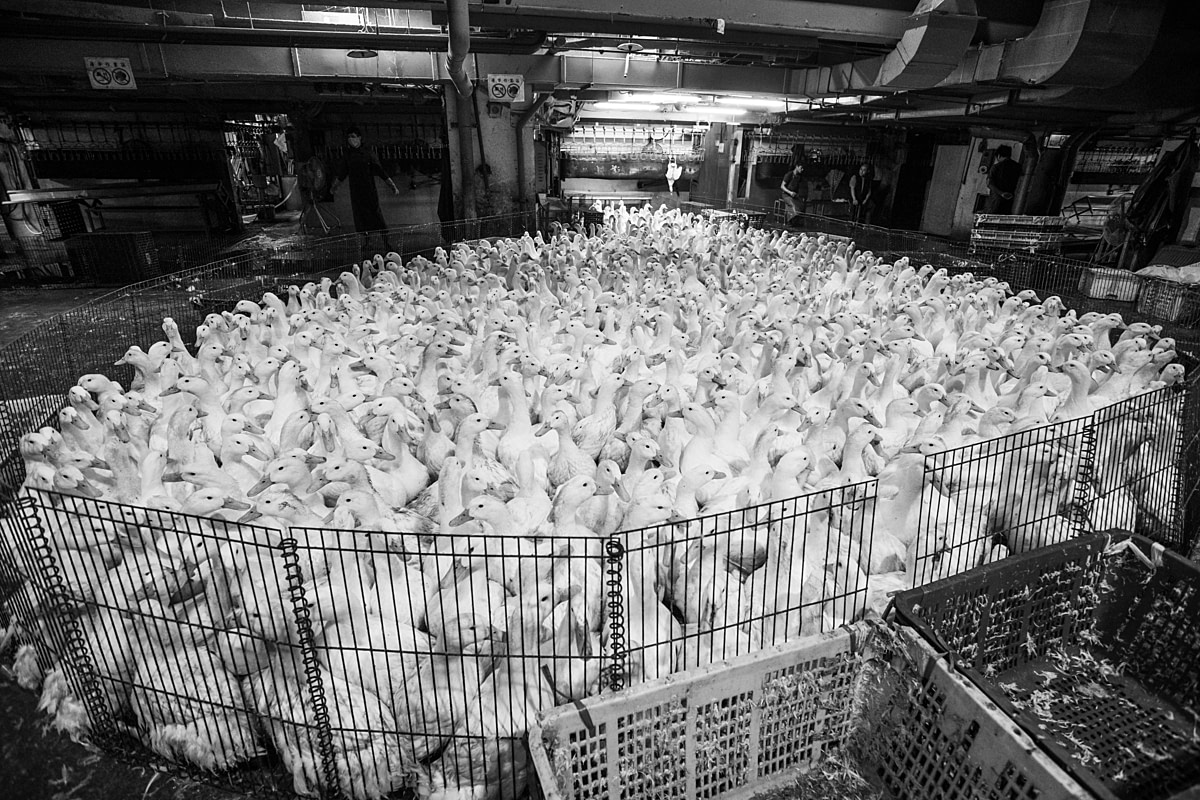 Ducks penned for slaughter. Taipei, Taiwan, 2019. Jo-Anne McArthur / We Animals Media
