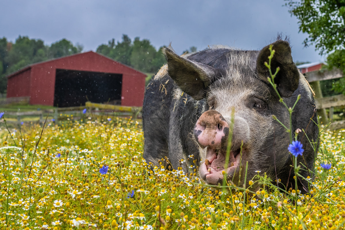 A rescued pig in pastures full of chamomile at Farm Sanctuary.