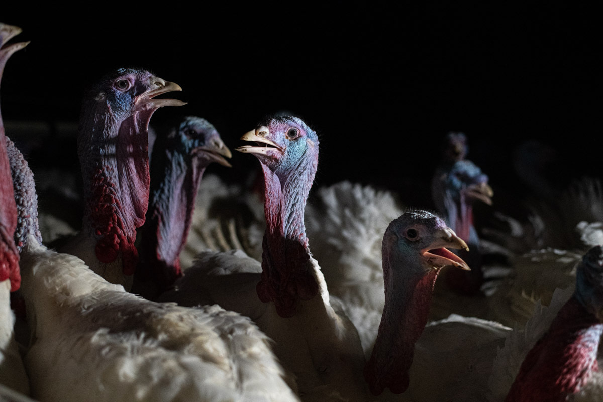 TurkeyFarm_Canada_JMcArthur_20200902_2-8703-1200px