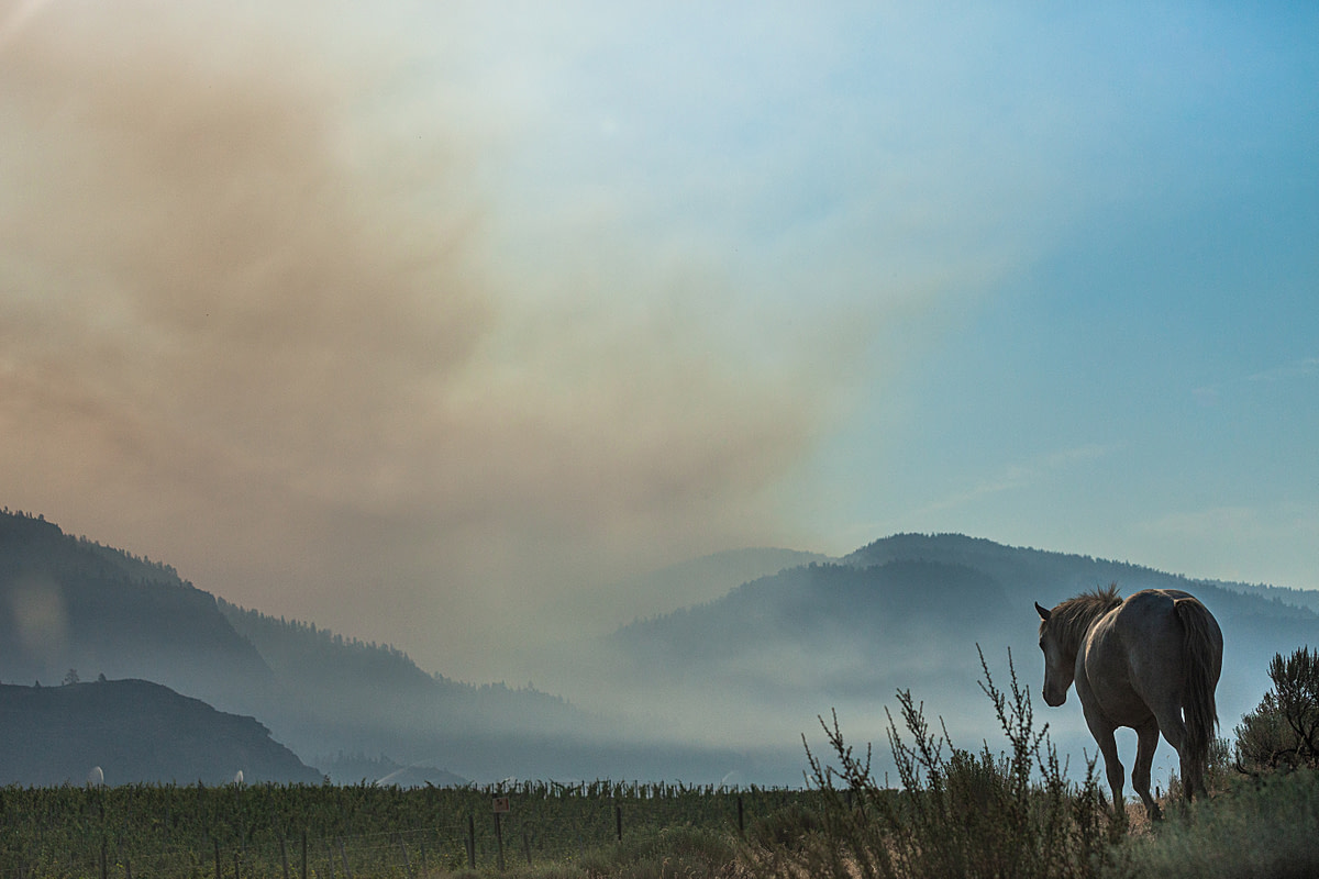 A lone wild horse outside Osoyoos BC. The NkMip Creek wild fire burns in the background. BC, Canada, 2021. We Animals Media