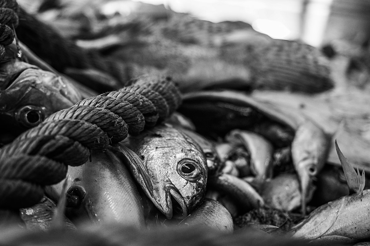 A gasping, writhing pile of fish and by-catch removed from their ocean home and piled together on a vessel’s deck. France, 2018. Selene Magnolia / HIDDEN / We Animals Media