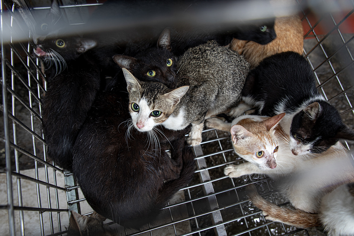 Live cats of various breeds are confined inside a cage at a market in Hanoi, Vietnam. These cats are destined to be killed and sold as "ti?u h?" or cat meat. Vietnam, 2022.Aaron Gekoski / Asia for Animals Coalition / We Animals Media