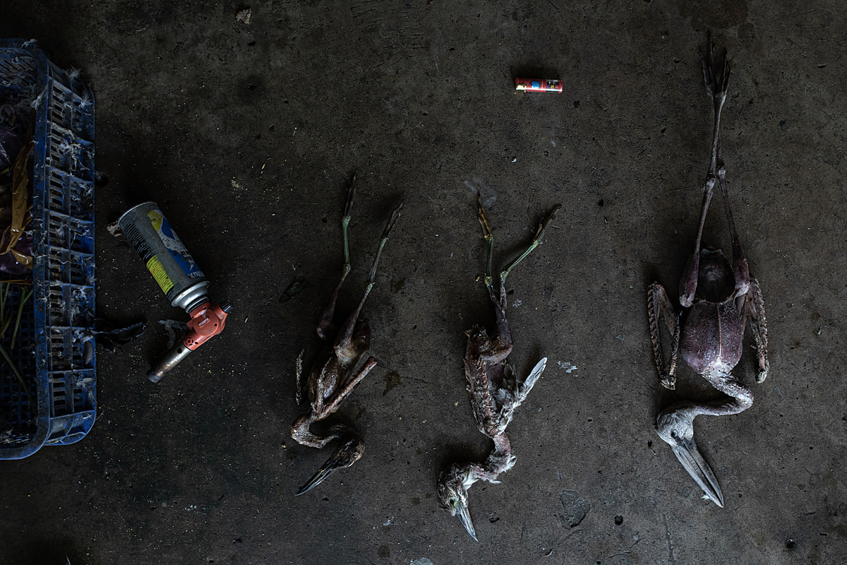 The charred bodies of three dead storks lie on the floor at the Thanh Hoa Bird Market, which is an exotic animal market in Vietnam. A torch has been used to burn off their feathers. Vietnam, 2022.Aaron Gekoski / Asia for Animals Coalition / We Animals Media