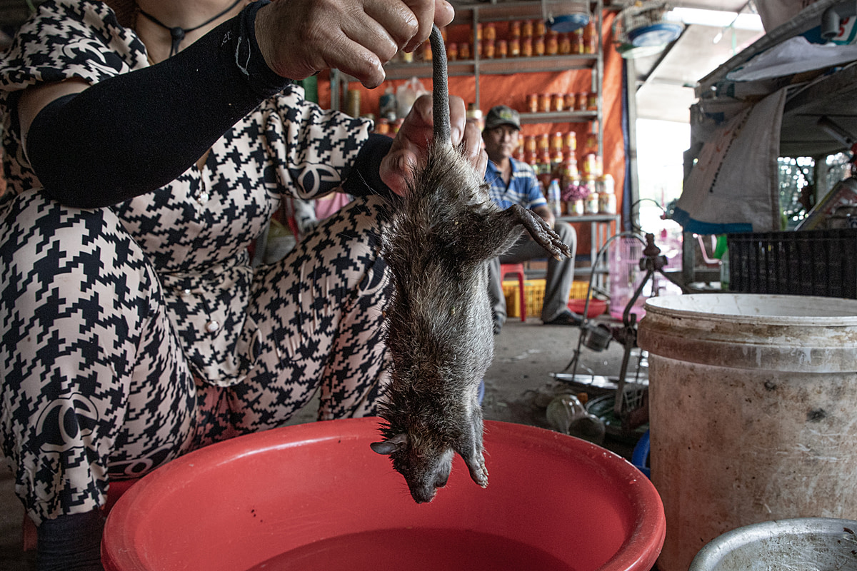 A rat is dipped into boiling water in order to remove their fur at the Thanh Hoa Bird Market, which is an exotic animal market in Vietnam. They will be cut up and cooked for a customer at the market. Vietnam, 2022.Aaron Gekoski / Asia for Animals Coalition / We Animals Media