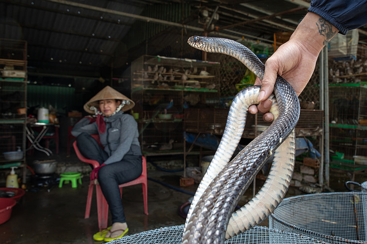 A snake is examined as the vendor looks on at the Thanh Hoa Bird Market, which is an exotic animal market in Vietnam. Snakes here are killed and consumed as a delicacy. Vietnam, 2022.Aaron Gekoski / Asia for Animals Coalition / We Animals Media