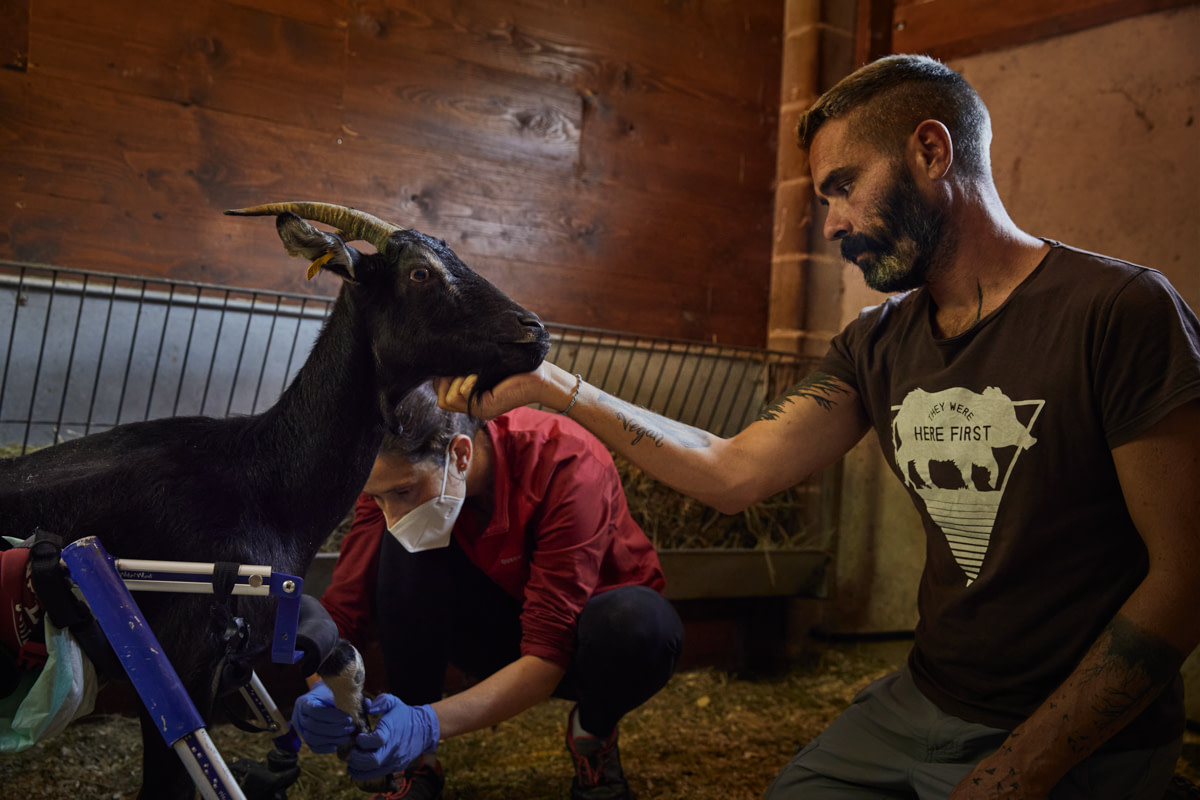 Veterinarian Irati Aldanondo performs a routine checkup on Juana together with Coque, the co-founder of Gaia and Olivia a worker at Gaia. Spain, 2020. Ana Palacios