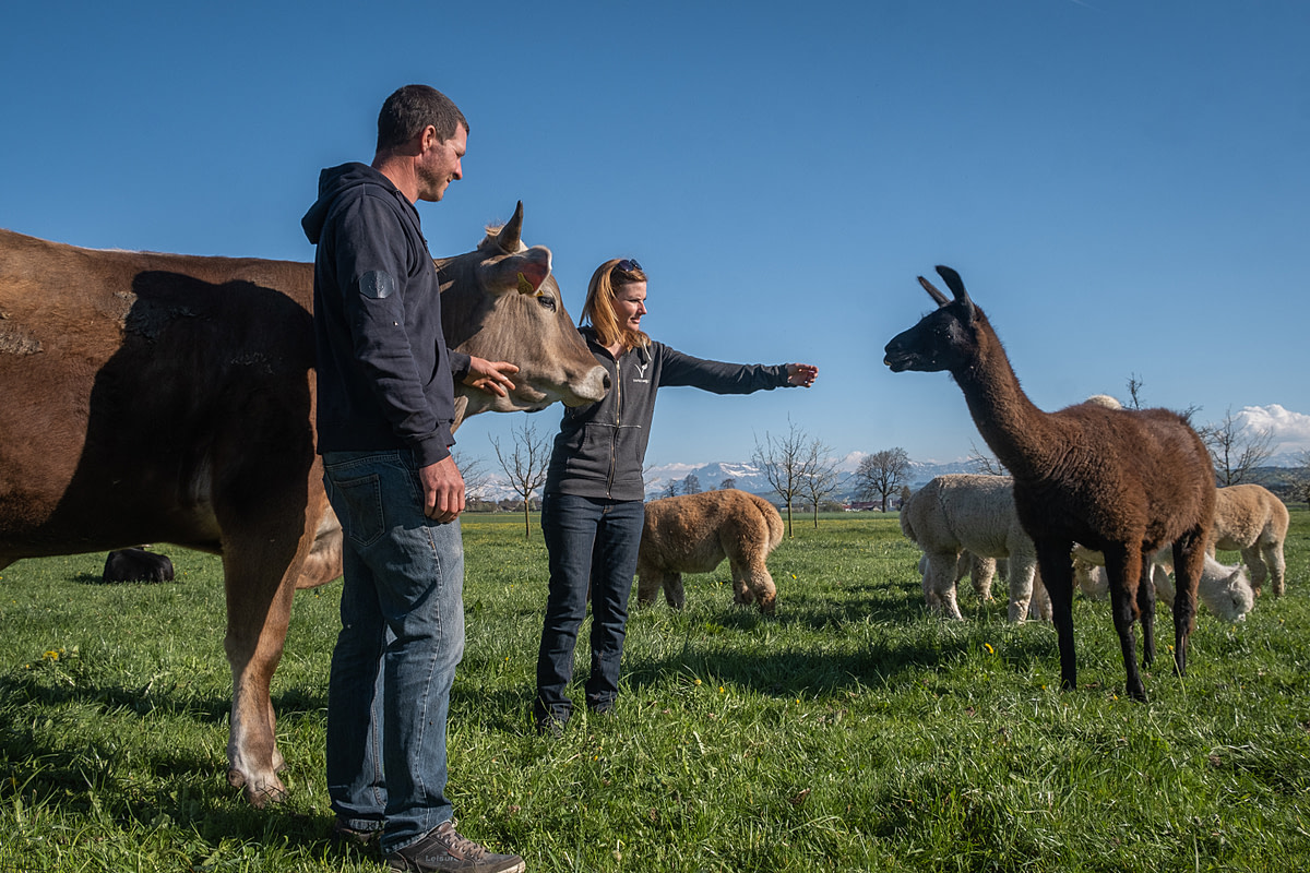 Farm tenants Claudia and Beat Troxler stand in a pasture with a llama, several alpacas and one of their cows who all live with them at Lebenshof Aurelio in Lucerne, Switzerland. Lebenshot Aurelio is a former farm that transformed to a vegan farm and sanctuary. The animal residents here now will remain for the rest of their lives. Lebenshof Aurelio, Buron, Lucerne, Switzerland, 2022. Sabina Diethelm / We Animals Media