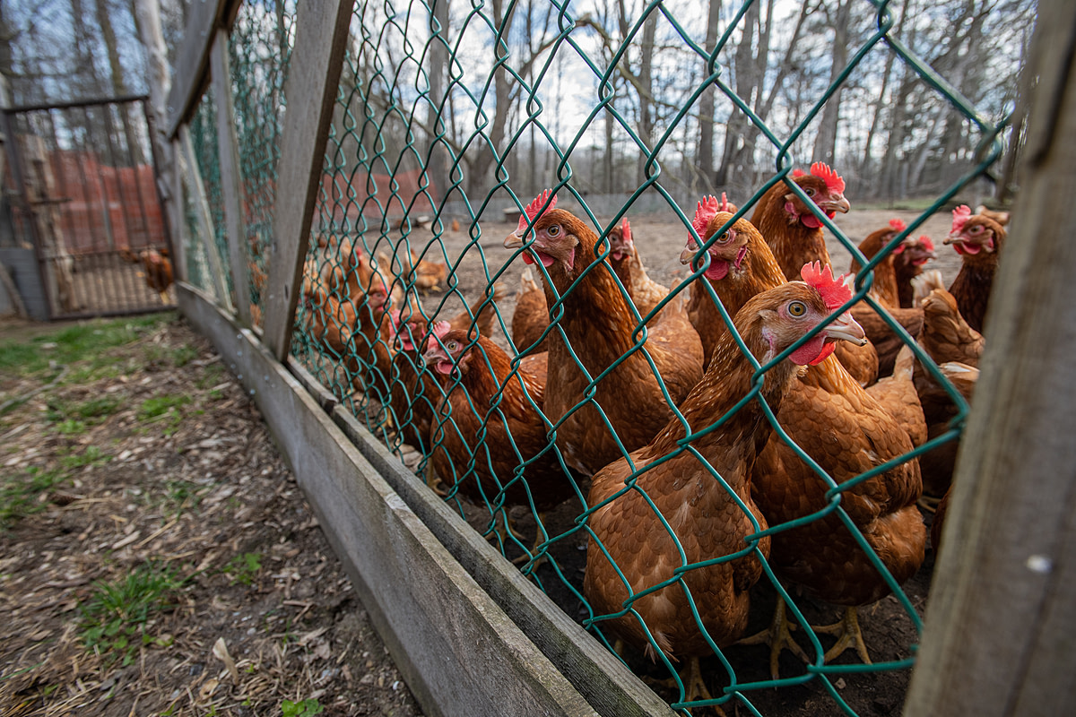 A small, curious backyard flock of laying hens. The farmer stated that if H5N1 were to reach his flock, he would follow regulations and kill them, and then simply be without hens for a while, replacing them when it was safe to do so. Canada, 2022. Jo-Anne McArthur / We Animals Media
