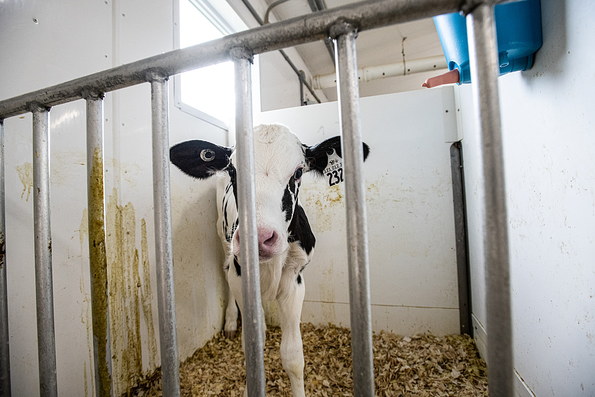A calf, alone in a small pen at a dairy farm, stands below an empty milk bucket with a plastic teat. Quebec, Canada, 2022. Jo-Anne McArthur / We Animals Media