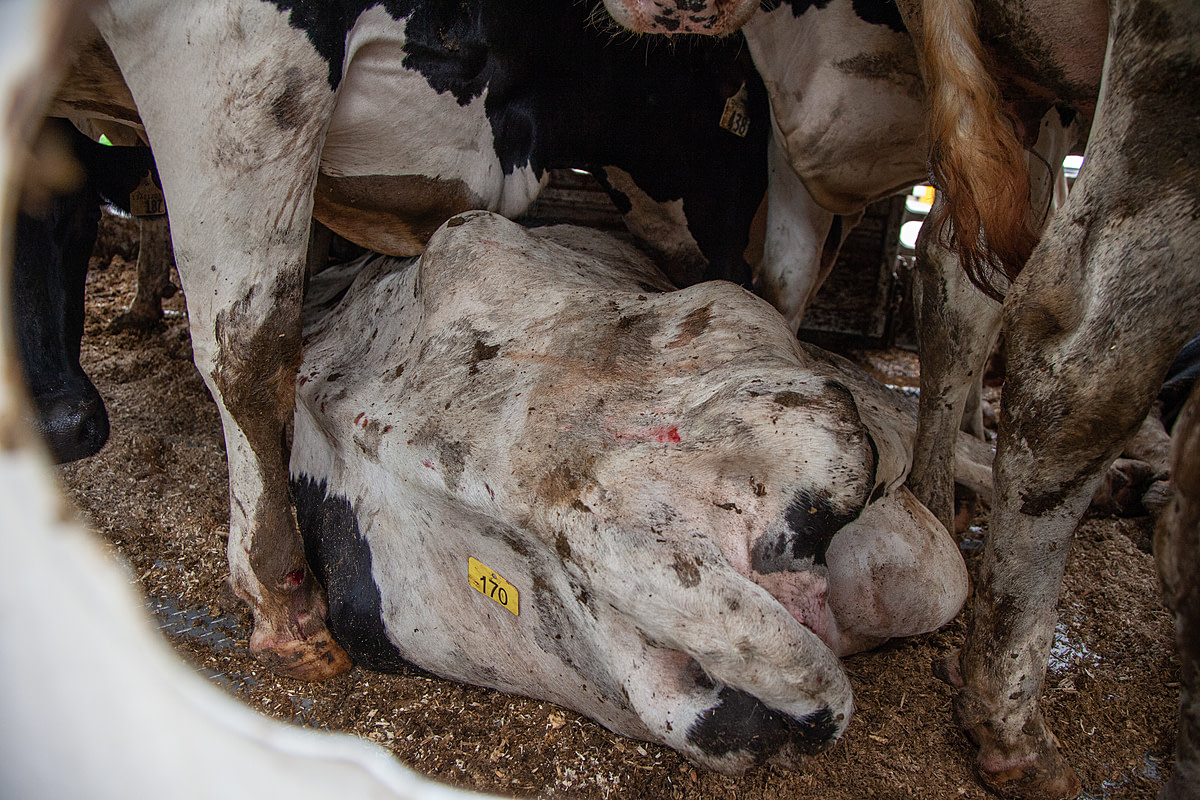 An injured cow lays on the floor of a transport truck at a Toronto-area slaughterhouse. The crowded conditions of the truck cause the other animals to trample her.