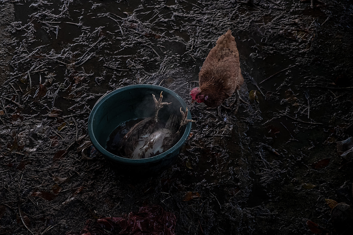 At an Indonesian market before the Eid al-Fitr holiday, a chicken investigates the body of a slaughtered chicken soaking in a tub of hot water before being defeathered. As Eid al-Fitr nears, customer demand for chicken meat markedly increases preceding the holiday celebrations. Pagi Market, Pangkalpinang, Bangka Belitung, Indonesia, 2023. Resha Juhari / We Animals Media