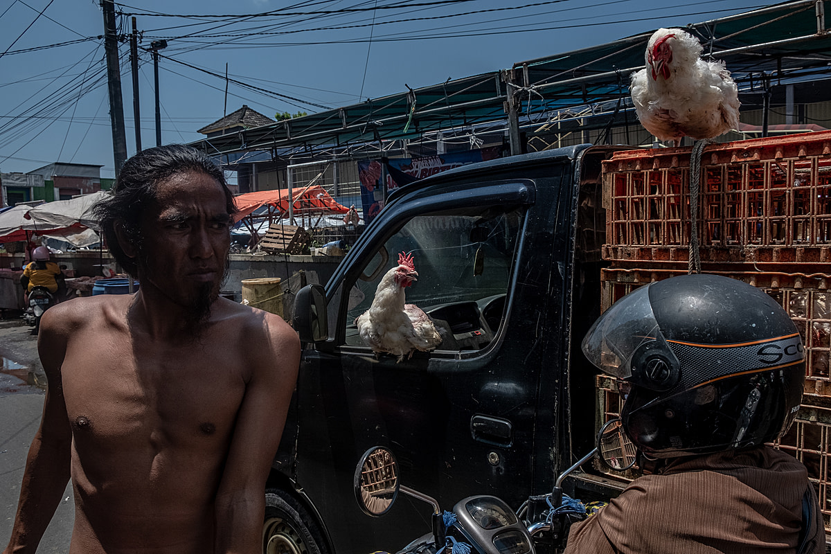 On a day preceding the Eid al-Fitr holiday, escaped chickens sit on a small transport truck at an Indonesian market. As Eid al-Fitr nears, broiler chicken sales markedly increase due to customer demand for chicken meat during the holiday celebrations. Pembangunan Market, Pangkalpinang, Bangka Belitung, Indonesia, 2023. Resha Juhari / We Animals Media