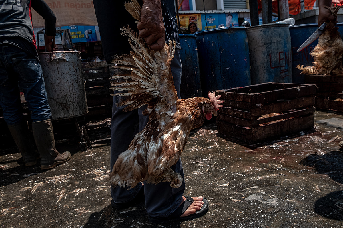 Before the Eid al-Fitr holiday, a buyer at an Indonesian market holds a live chicken by their wings as they bring them to a slaughter and de-feathering area. As Eid al-Fitr nears, broiler chicken sales markedly increase due to customer demand for chicken meat during the holiday celebrations. Pembangunan Market, Pangkalpinang, Bangka Belitung, Indonesia, 2023. Resha Juhari / We Animals Media