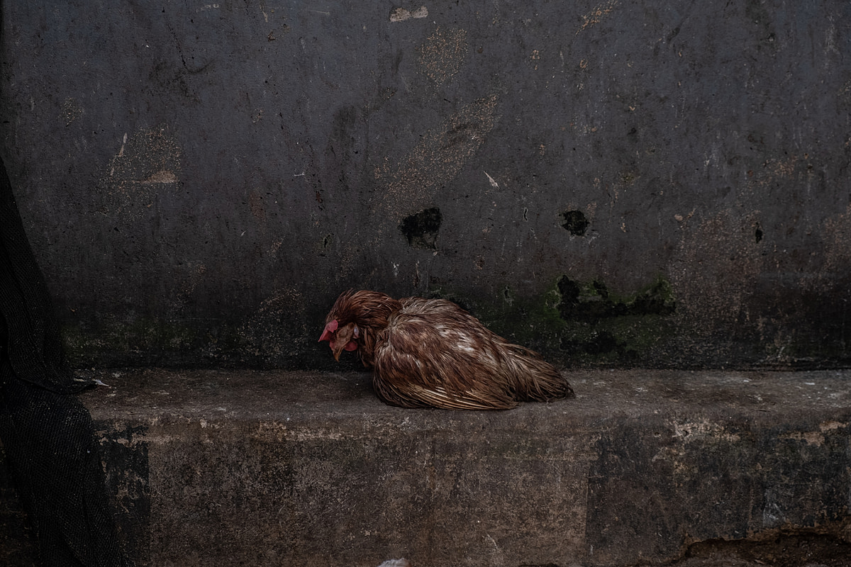 A weak chicken languishes alone on a bare concrete wall at an Indonesian market stall that sells chickens in the days preceding the Eid al-Fitr holiday. As Eid al-Fitr nears, broiler chicken sales markedly increase due to customer demand for chicken meat during the holiday celebrations. Pembangunan Market, Pangkalpinang, Bangka Belitung, Indonesia, 2023. Resha Juhari / We Animals Media