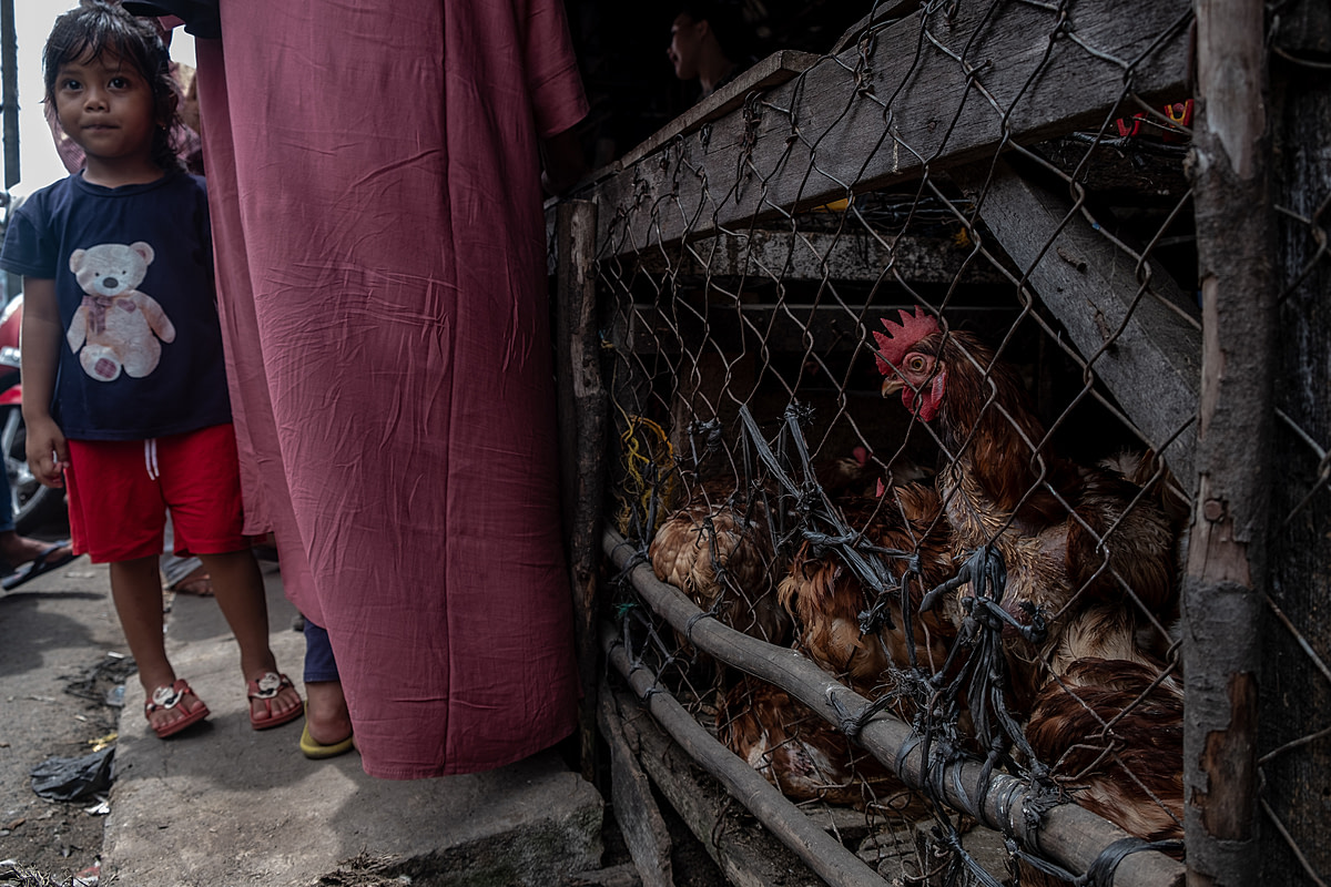 As Eid al-Fitr approaches, at an Indonesian market a chicken peers through the wire of a crowded cage as a child looks on. Demand for chickens to consume during Eid al-Fitr celebrations rises noticeably as the holiday nears. Trem Market, Pangkalpinang, Bangka Belitung, Indonesia, 2023. Resha Juhari / We Animals Media
