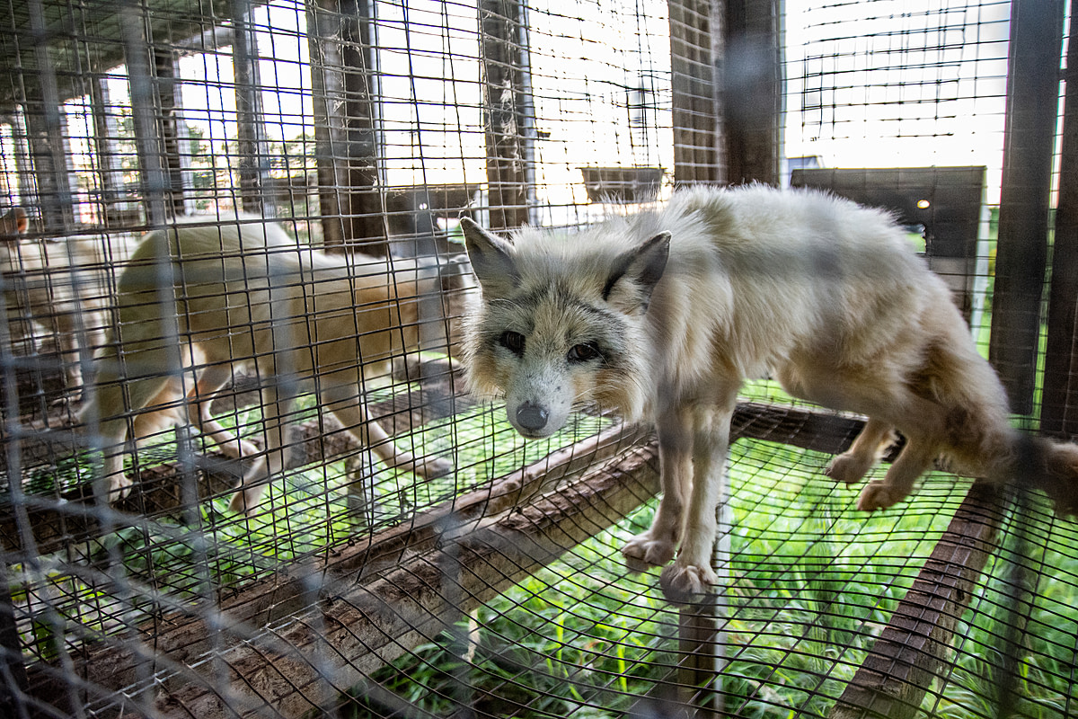 A farmed fox stares into the camera from inside their barren wire mesh cage at a fur farm in Quebec, Canada. In the neighbouring enclosures other foxes pace atop the bare wire floor of their cages. These calico or marble-coated foxes spend their entire lives, separated and typically alone, inside these types of cages. They are used for breeding or will eventually themselves be killed for their fur. Canada, 2022. Balvik C. / We Animals Media