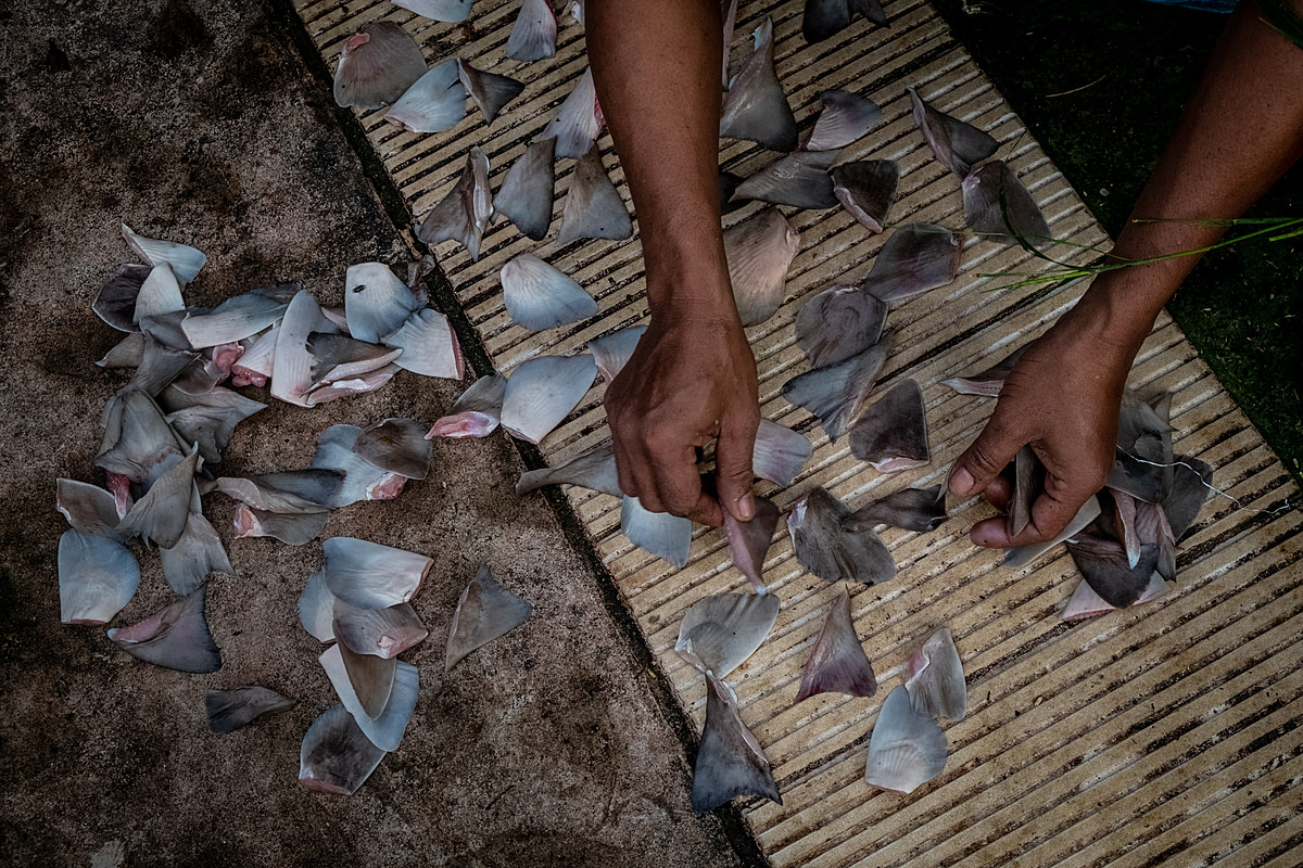 At a traditional Indonesian market, workers dry pieces of shark fin before selling them. So that the fins dry quickly, workers spread them out in the sunlight on the pavement close to the shark slaughtering area. Pangkalpinang, Bangka Belitung, Indonesia, 2022. Resha Juhari / We Animals Media