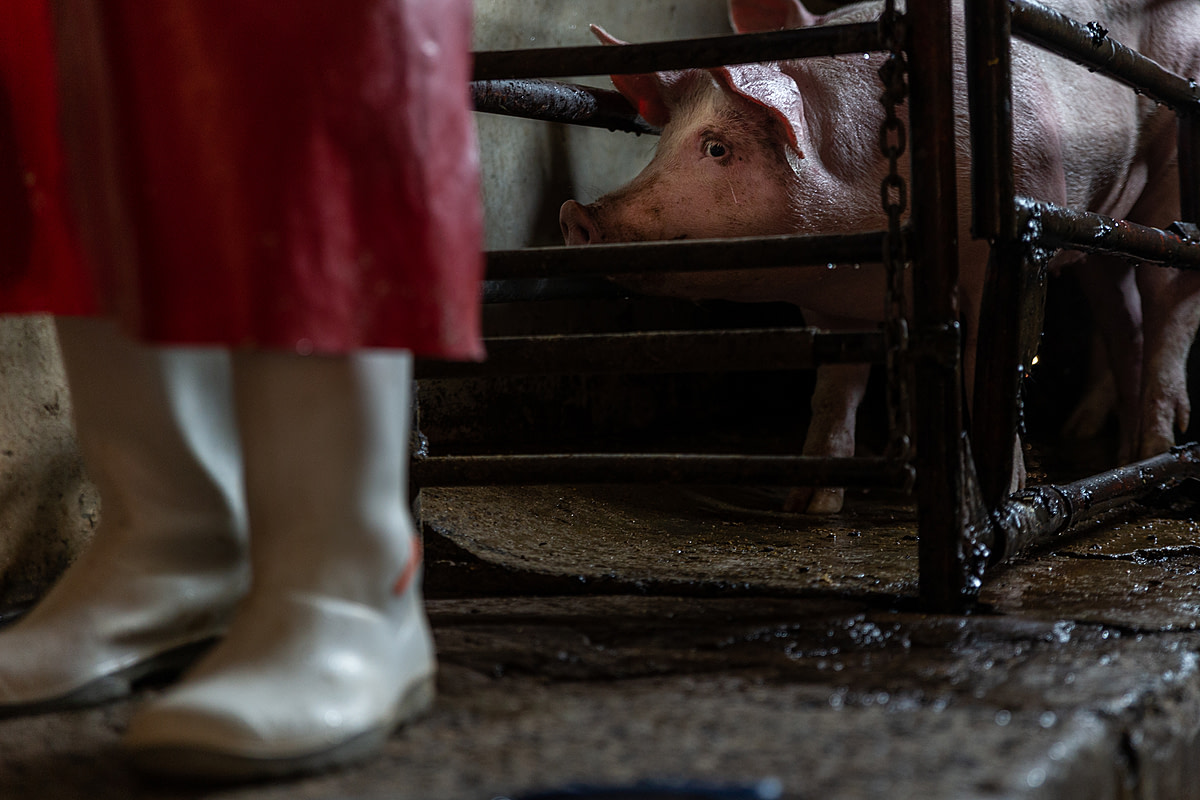 A terrified pig stares wide-eyed through the bars of a killing pen toward the knife that will slice open her throat seconds later. The knife lies next to the feet of a slaughterhouse worker as he loads a bullet round into a gun. Occasionally two shots are necessary to kill the pigs, but each bullet must be loaded separately, prolonging the death process for those individuals. Lusaka, Lusaka Province, Zambia, 2022. Matt Armstrong-Ford / We Animals Media