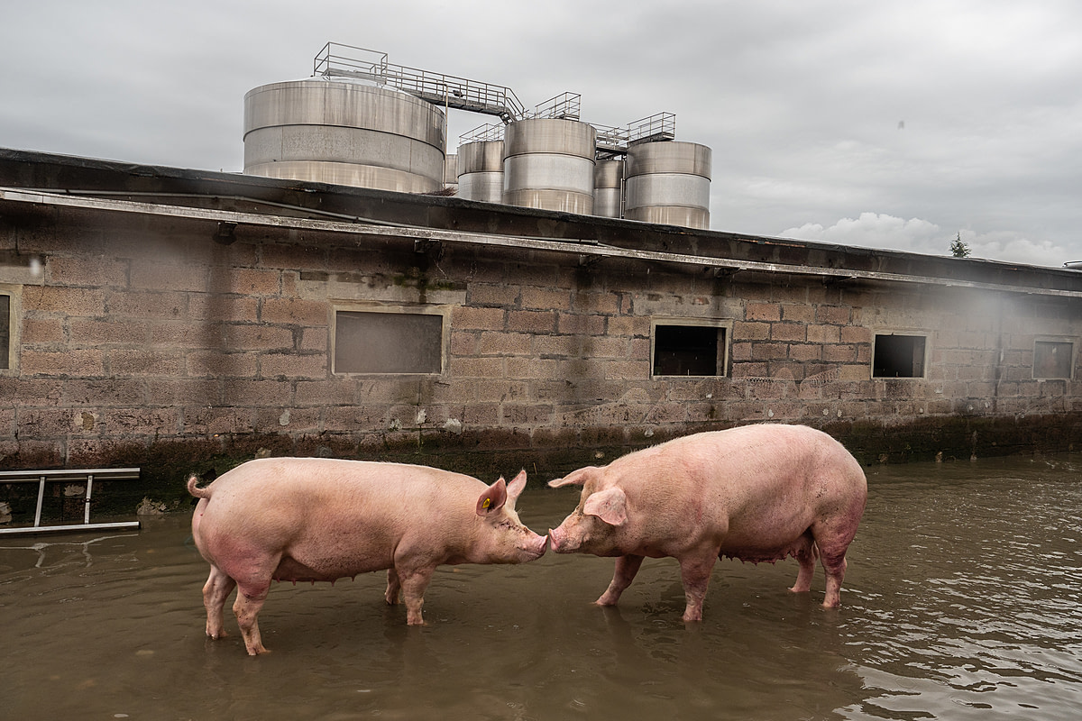 Two pigs stand nose to nose in flood waters while awaiting rescue at an Italian factory pig farm. Extreme weather in May 2023 caused mudslides and waterways to overflow, severely affecting numerous factory farms. This farm had no evacuation plan, and many pigs were trapped in the flood waters for days. Lugo, Emilia-Romagna, Italy, 2023. Selene Magnolia / Essere Animali / We Animals Media