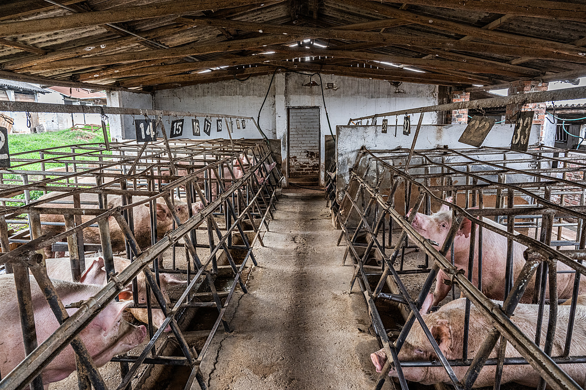 Two rows of sows, encrusted with filth, live in bare concrete-floored gestation crates inside an intensive pig farm barn. The sows can only stand, sit, and lie down in these small crates. They cannot move forward, backward or turn around. Sub-Saharan Africa, 2022. Jo-Anne McArthur / We Animals Media