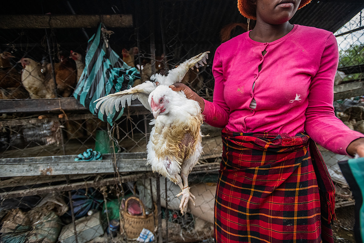 A market vendor at a crowded live animal market in Africa holds a purchased chicken by her wings and whose legs are tied together with copper wire. The chicken will be placed inside a plastic bag for the customer to take her away alive and kill her at home. Sub-Saharan Africa, 2022. Jo-Anne McArthur / We Animals Media