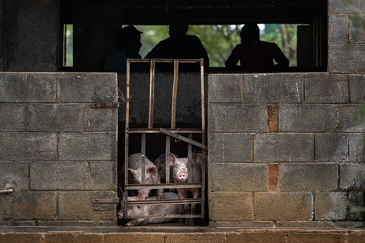 Young pigs, filthy from their living conditions, live in a small, bare, concrete pen in an open-air barn on a large industrial farm. They look at the outdoors through makeshift metal gates while people stand behind them. Sub-Saharan Africa, 2022. Jo-Anne McArthur / We Animals Media