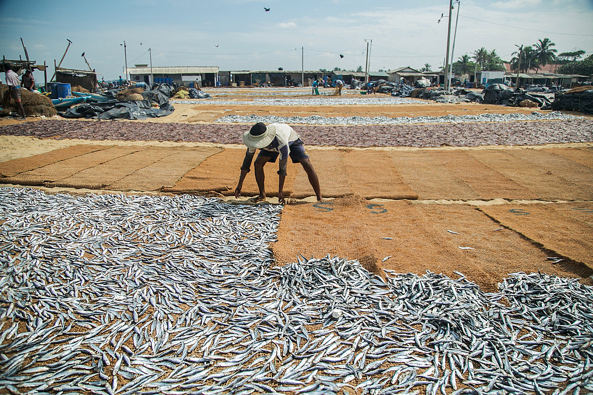 A man arranges recently caught fish that are laid out on a beach in Negombo, Sri Lanka. Fish are spread out in this large outdoor area in order to dry in the sun before being sold at a market. Fishing is the primary occupation of the people in Negombo. Sri Lanka, 2019. Deniz Tapkan Cengiz / We Animals Media