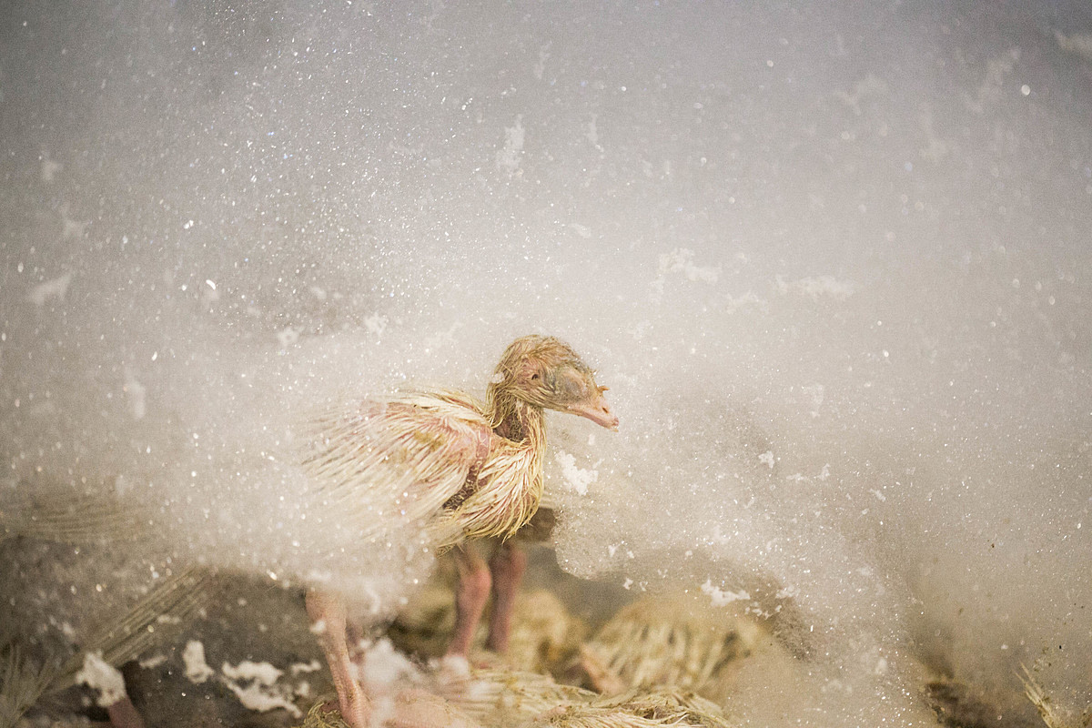 A weak and wet turkey poult stands closed-eyed amid thick firefighting foam that also covers their dead flockmates. Following the detection of avian influenza in the turkey flock at this Israeli kibbutz, authorities used compressed firefighting foam to mass-suffocate the birds, claiming it to be the most efficient and humane method of extermination. Visible were numerous birds slowly dying or conscious after the foam's application. Israel, 2016. Glass Walls / We Animals Media