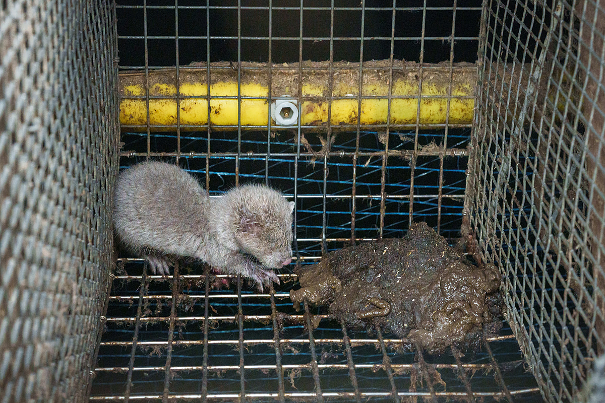 An ailing young mink on a fur farm sits beside a pile of mink feces at the back of a filthy cage. This mink's foot was badly injured from being stuck inside the cage's wire mesh floor. Though the photojournalist was able to help the young animal to free their foot, the mink's health appeared severely compromised. Laitila, Finland, 2023. Oikeutta elaimille / We Animals Media