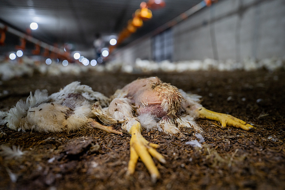 The bodies of two dead chickens lie decomposing on the floor inside an industrial broiler chicken farm in Thailand. The farm says it finds approximately four dead chickens daily inside its sheds and is required to keep its mortality rate to no higher than three percent of its flock. The bodies of dead chickens on this farm will either be incinerated or boiled and fed to farmed catfish. Thailand, 2022. Haig / World Animal Protection / We Animals Media