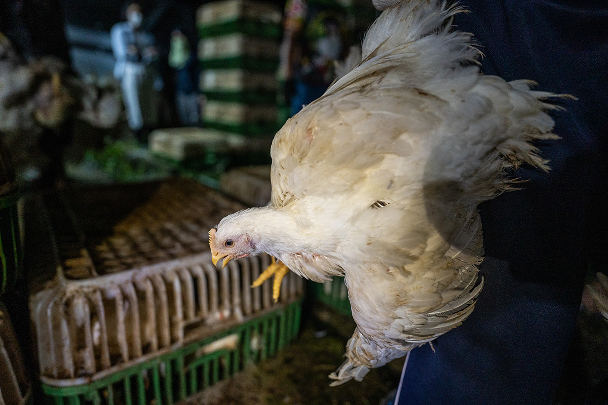 On an industrial broiler chicken farm in Thailand, a frightened chicken being sent to slaughter is carried to a transport crate. Thailand, 2022. Haig / World Animal Protection / We Animals Media