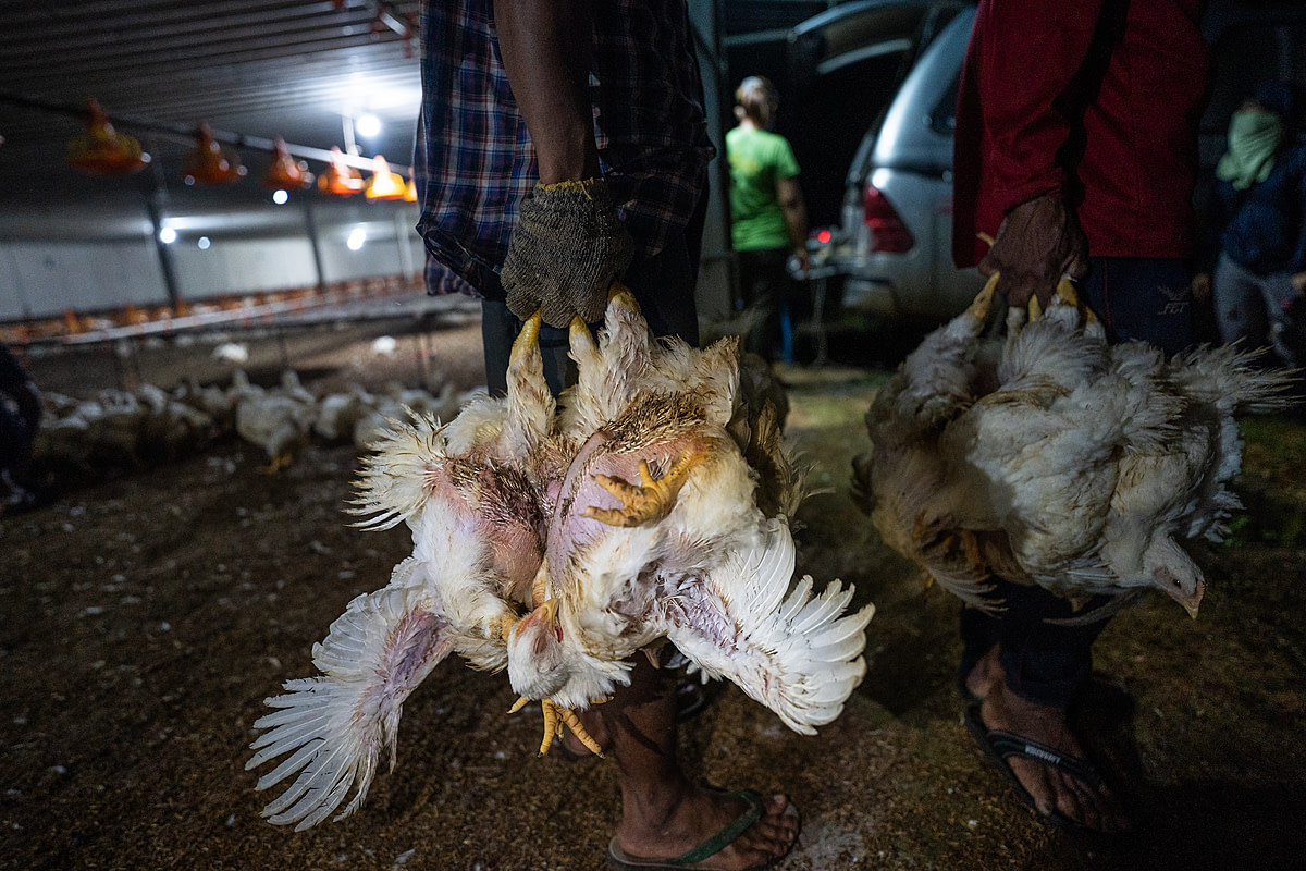 Workers grip young chickens being sent to slaughter by their feet on an industrial broiler chicken farm in Thailand. After capturing a group of chickens, workers hold the frightened birds upside down as they carry them to transport crates. Thailand, 2022. Haig / World Animal Protection / We Animals Media