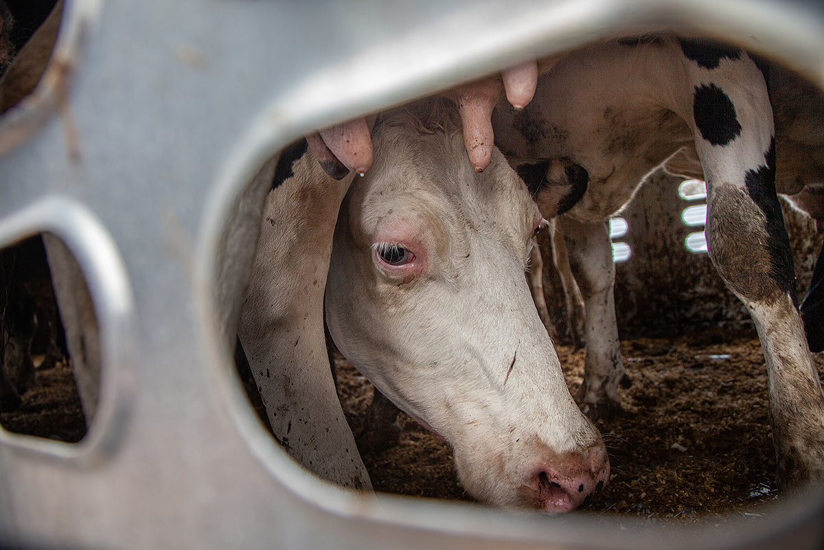 Dairy cows, many with full udders, arrive at a Toronto-area slaughterhouse in a filthy transport truck. Canada, 2021. Louise Jorgensen / Animal Sentience Project / We Animals Media