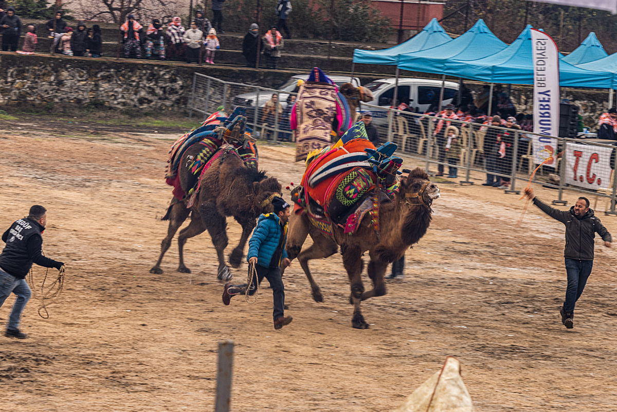 A bull camel used for wrestling attempts to flee the competition ring, suddenly running toward the exit during a camel wrestling festival. As his opponent follows suit, men run alongside him to prevent him from running towards the crowd. Canakkale Province, Turkiye, 2023. Jane Mar / We Animals Media