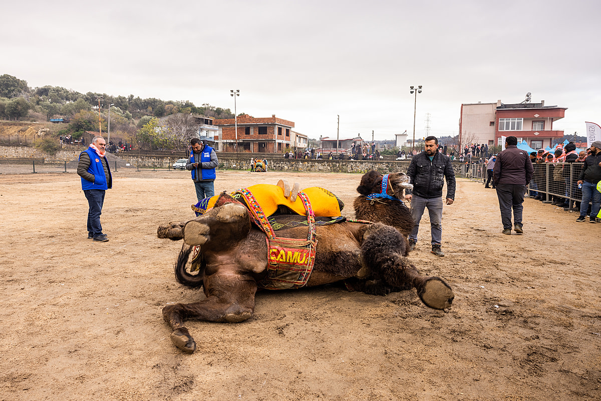 A bull camel recently brought into a competition ring at a camel wrestling festival lies down and attempts to roll on the ground. This commonly occured during the festival as camels regularly dust bathe as part of their natural behaviour. Canakkale Province, Turkiye, 2023. Jane Mar / We Animals Media