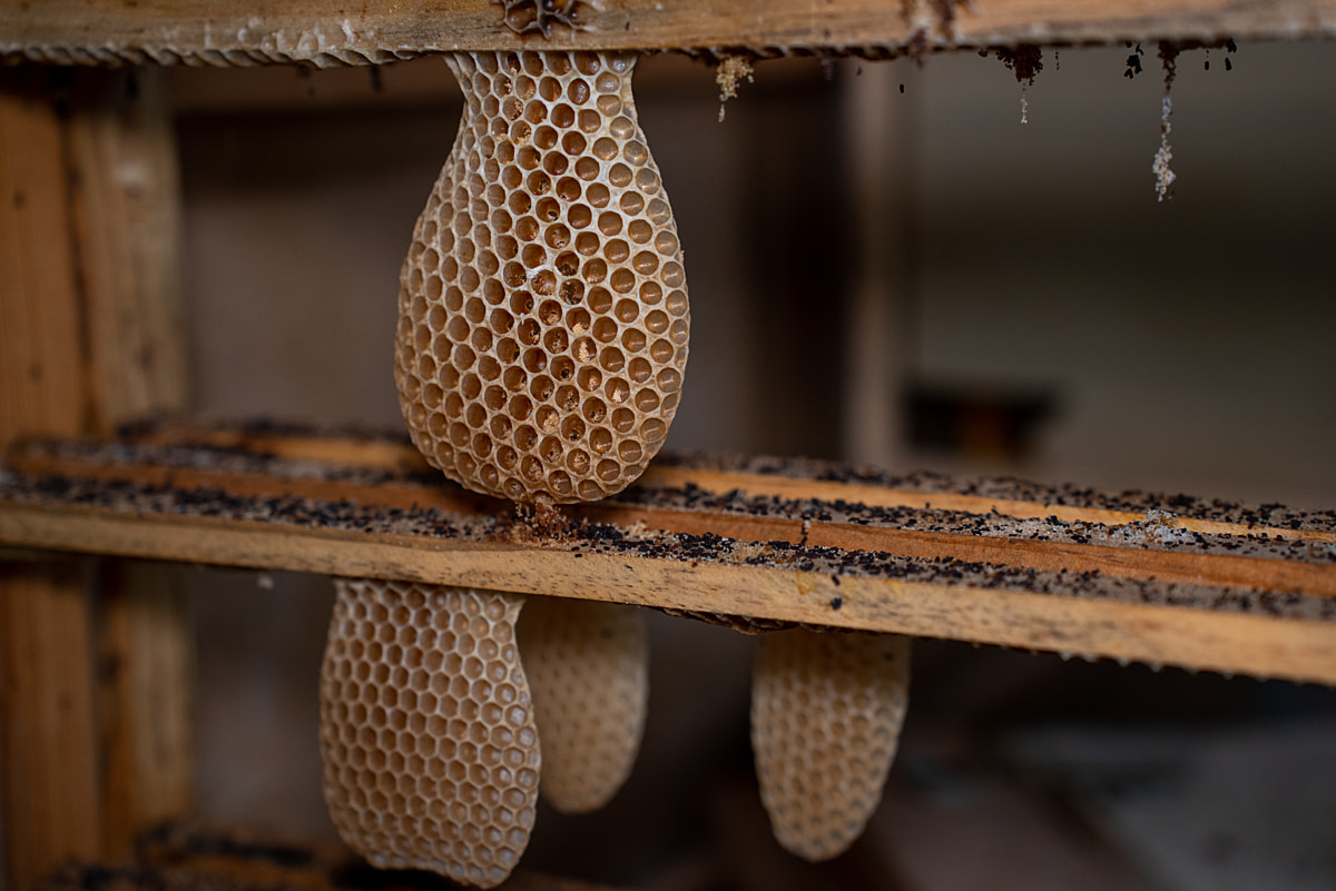 Destroyed beehive frames sit in a corner at a honey producer's warehouse. Honey producers destroy honeycombs from bee colonies experiencing infection or diseases. Ciftlikkoy, Yalova, Yalova Province, Marmara Region, Turkiye, 2023. Havva Zorlu / We Animals Media