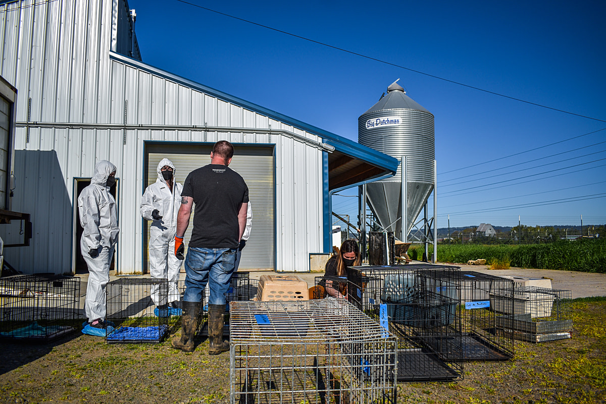 Rescuers in PPE suits discuss logistics and set up crates as they prepare for the active rescue of laying hens. Over 4,000 hens live in dark and cramped conditions within this cage-free, organic farm that is closing its operations. Oregon, USA, 2024. Diana Hulet / We Animals Media