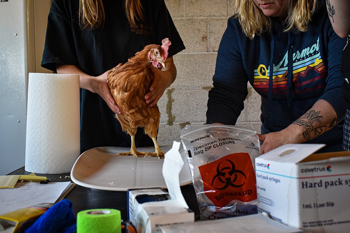 A rescued laying hen is weighed and receives necessary medication and a parasite treatment from a volunteer mother and daughter veterinary tech team from the state of Washington, USA. The two triage over fifty hens this day and provide essential support to the first large rescue effort during a massive rescue of laying hens from a cage-free, organic farm that is closing its operations. Oregon, USA, 2024. Diana Hulet / We Animals Media