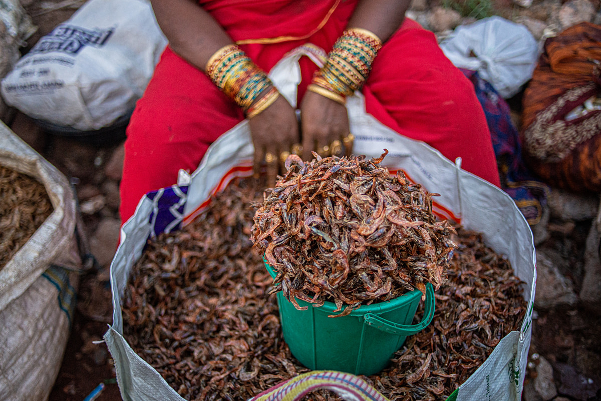 A female fishmonger sells dried shrimps in bulk at an early morning fish market. Matlapalem, Andhra Pradesh, India, 2022. Shatabdi Chakrabarti / We Animals Media
