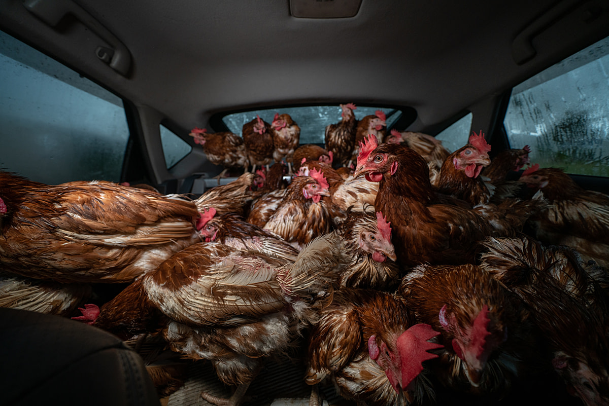 Seventy-two rescued laying hens deemed "spent" by an egg farm, their laying days over, sit in the back of a rescuer's vehicle. Moments before these hens were to be gassed at the farm in a modified dumpster, the rescuers inquired if they could save any of the hens. After being told by farm workers they could "take as many as you like," the rescuers filled two cars with hens, saving 140 individuals and safely transporting them to sanctuaries. South Australia, Australia, 2018. Bear Witness Australia / We Animals Media