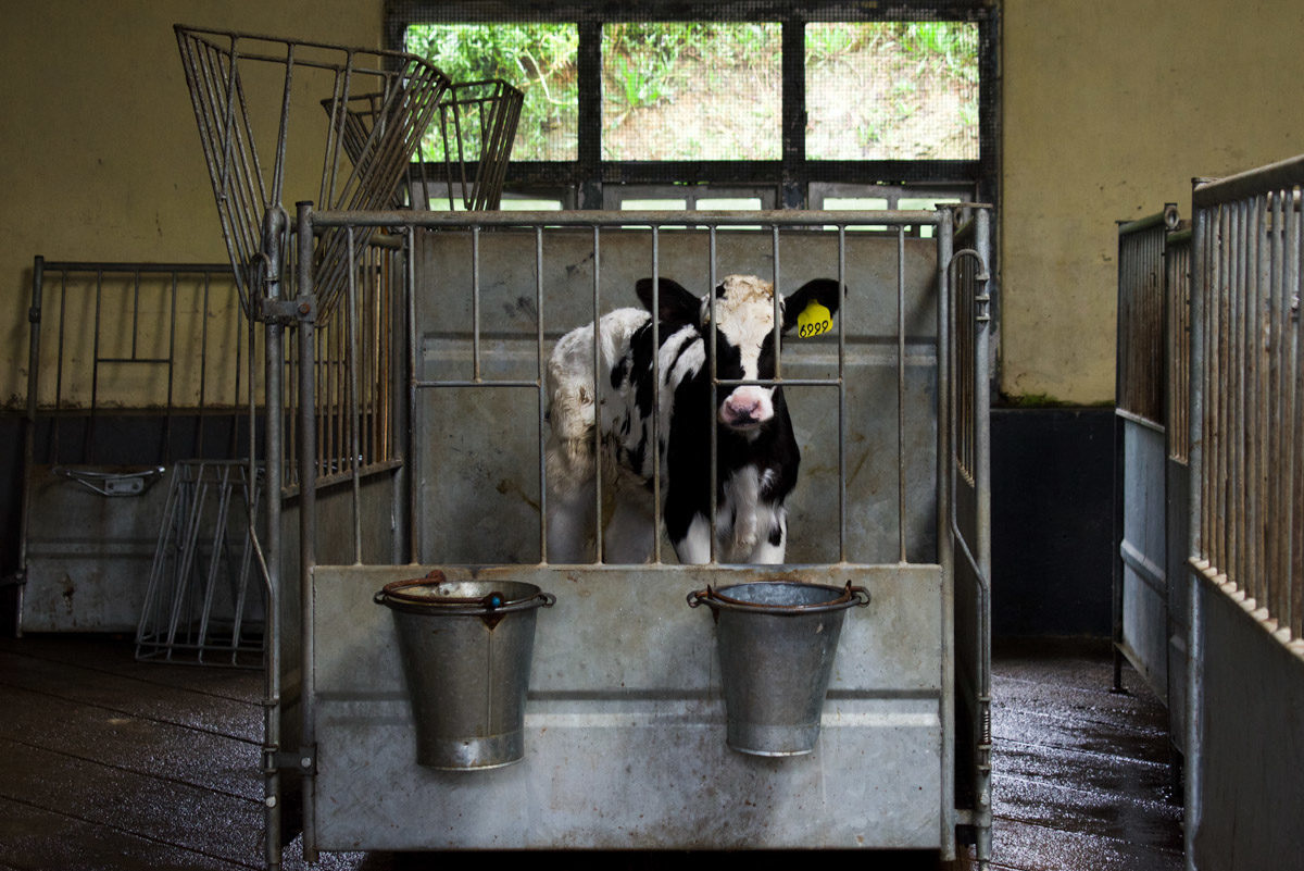 Calf on dairy farm, Sri Lanka, 2018 _ Amy Jones_Moving Animals