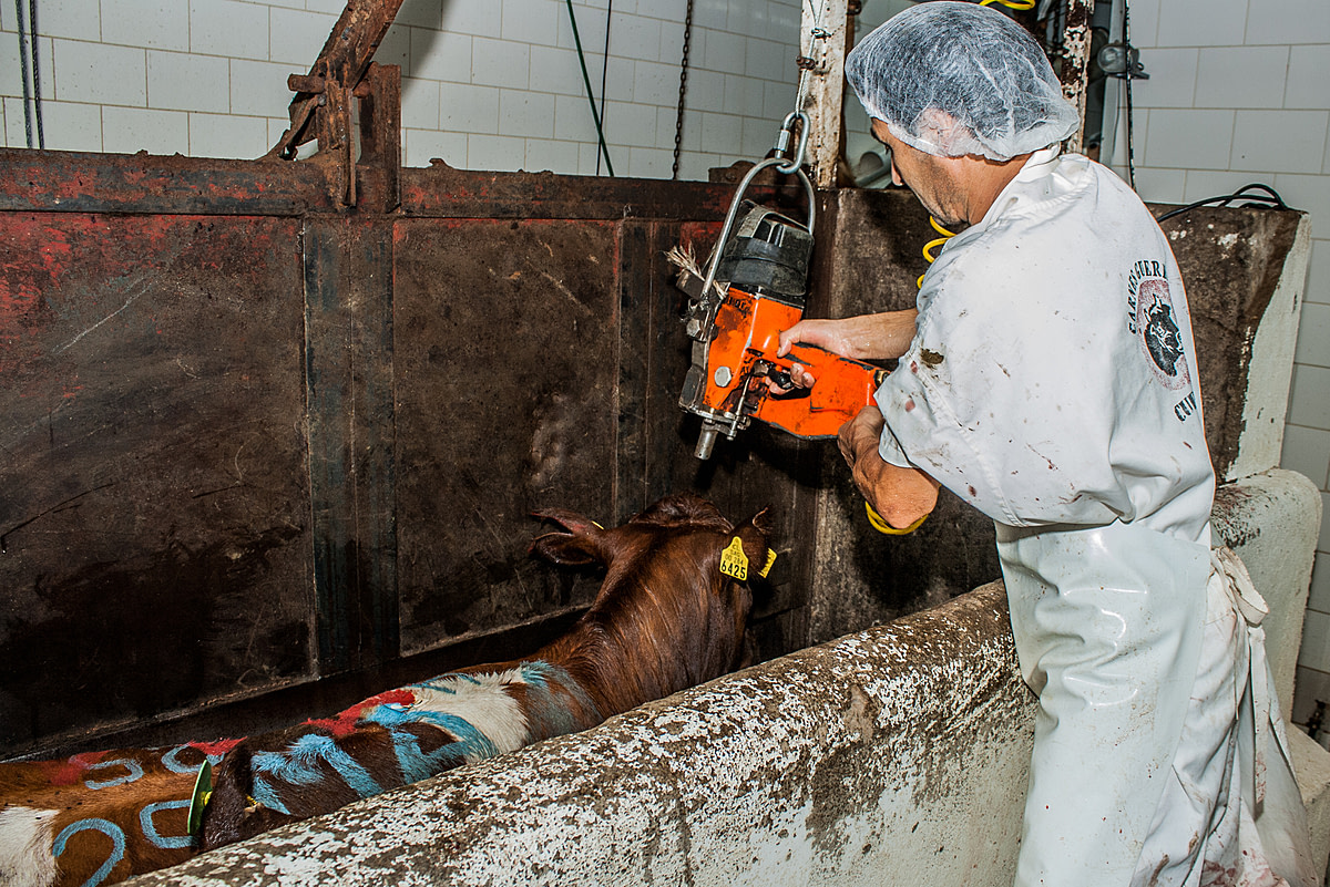 A cow covered in paint marks is immobilized in the body restrain system as a slaughterhouse worker prepares to stun her with a captive bolt to the head. Chile, 2012. Gabriela Penela / We Animals Media