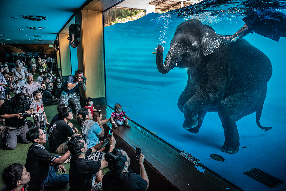 Tourists at Khao Kiew Zoo watch an Asian elephant forced to swim underwater for performances. Thailand, 2019. Adam Oswell / HIDDEN / We Animals Media