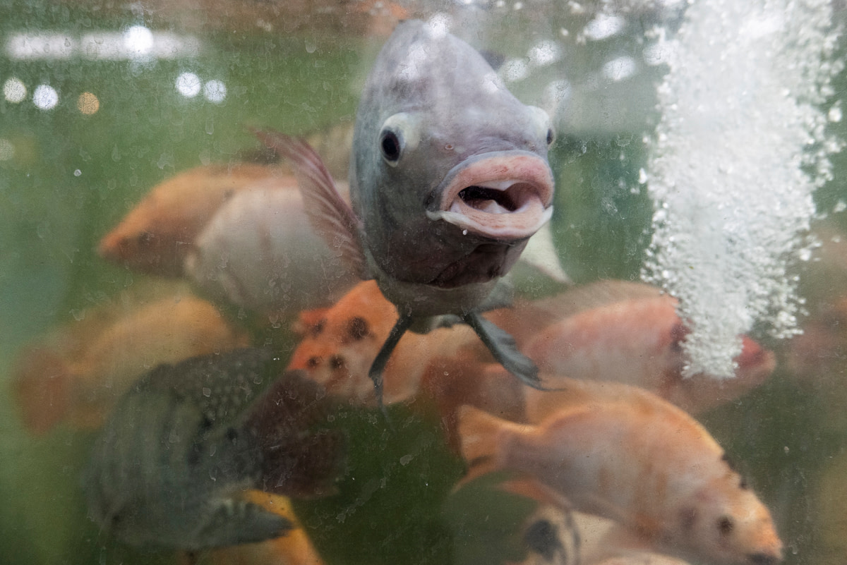 Live tilapia swim in a murky tank at a supermarket. Indonesia, 2021. Lilly Agustina / Act for Farmed Animals / We Animals Media