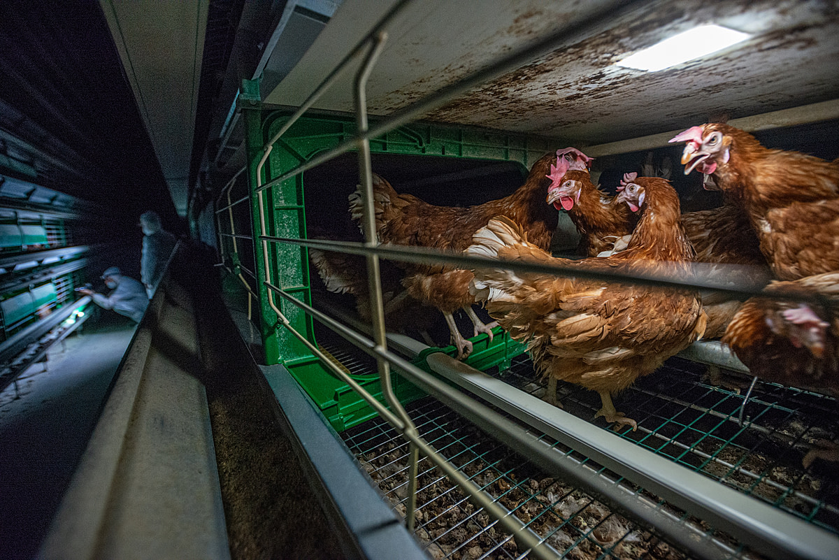 Layer hens in a factory farm, an activist documenting in the background. Spain, 2017. Jo-Anne McArthur / Animal Equality / We Animals Media