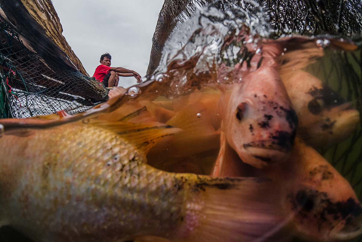 A close-up underwater view of a crowded group of tilapia on an Indonesian fish farm, about to be harvested from the floating cage they live in. Indonesia, 2021. Lilly Agustina / Act For Farmed Animals / We Animals Media