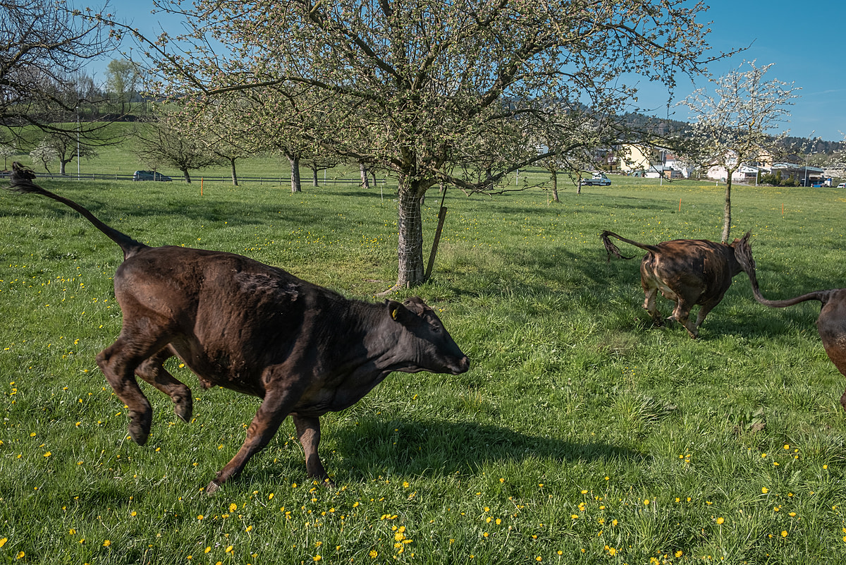 Cattle run and jump with joy and excitement after being let out onto the pastures on Känguruhof farm for the first time during the springtime. Tamara and Stefan Krapf run this former grass-fed beef farm in Switzerland and are transitioning it into a vegan farm that functions harmoniously with the whole ecosystem. Känguruhof, Bernhardzell, St. Gallen, Switzerland, 2022. Sabina Diethelm / We Animals Media