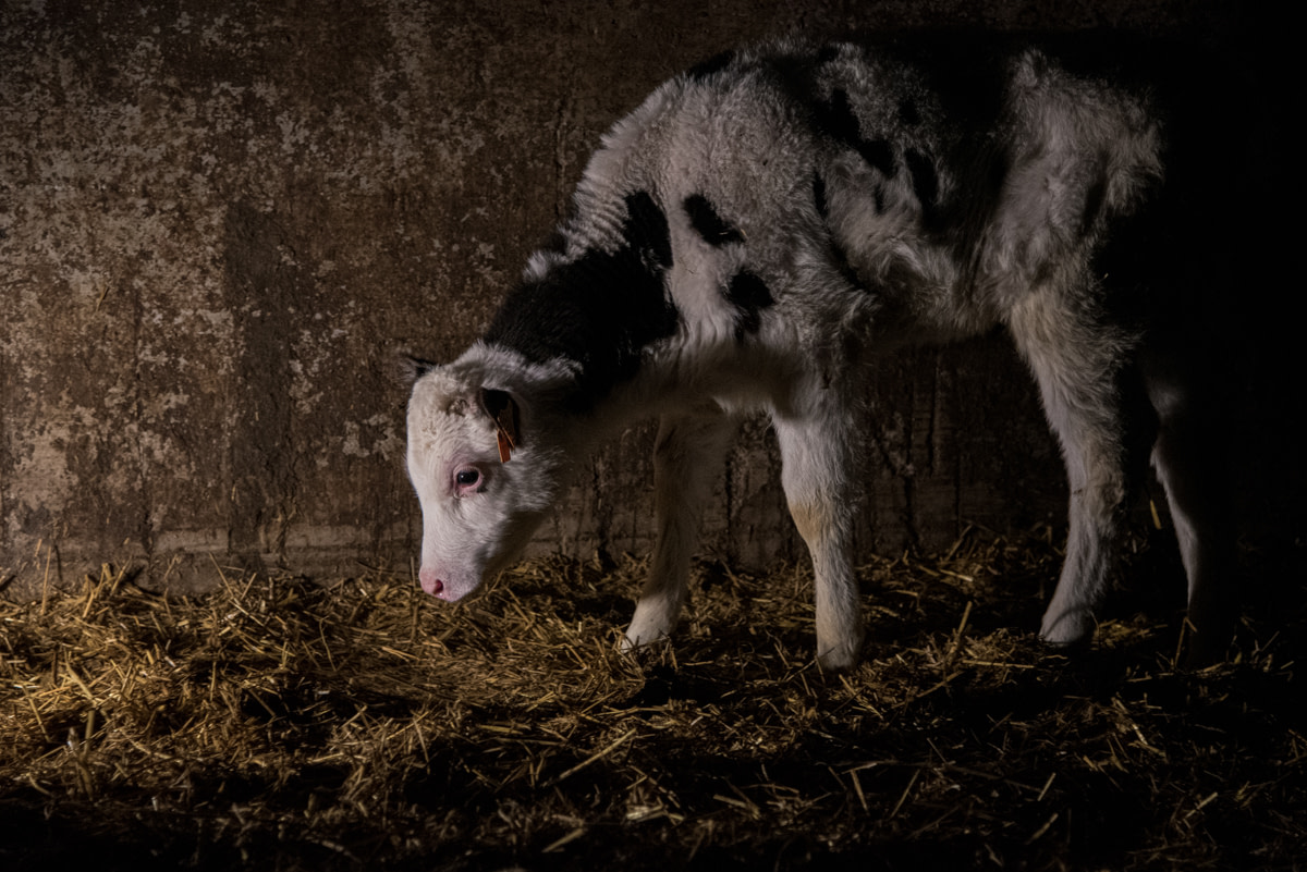 A lone dairy calf. Calves are taken from their mother in the first hours after birth. Their mothers are on the opposite side of the concrete wall.